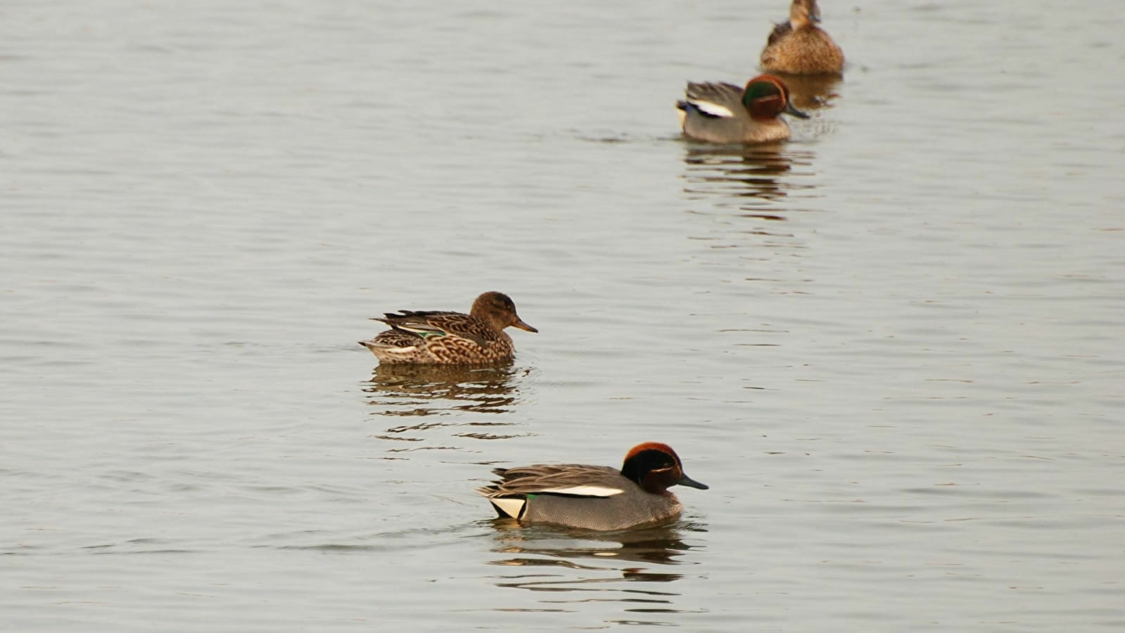 Balade nature : les oiseaux du lac de Pannecière