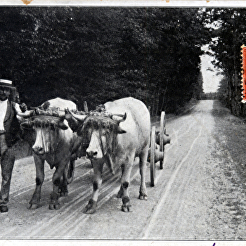 Visite zoom : dans les pas des vaches et boeufs du Morvan - SAINT-BRISSON