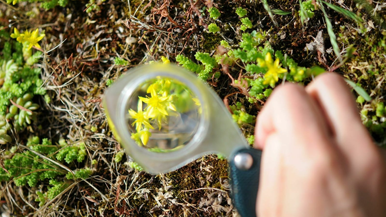 Initiation à la Botanique : Décrire une fleur 