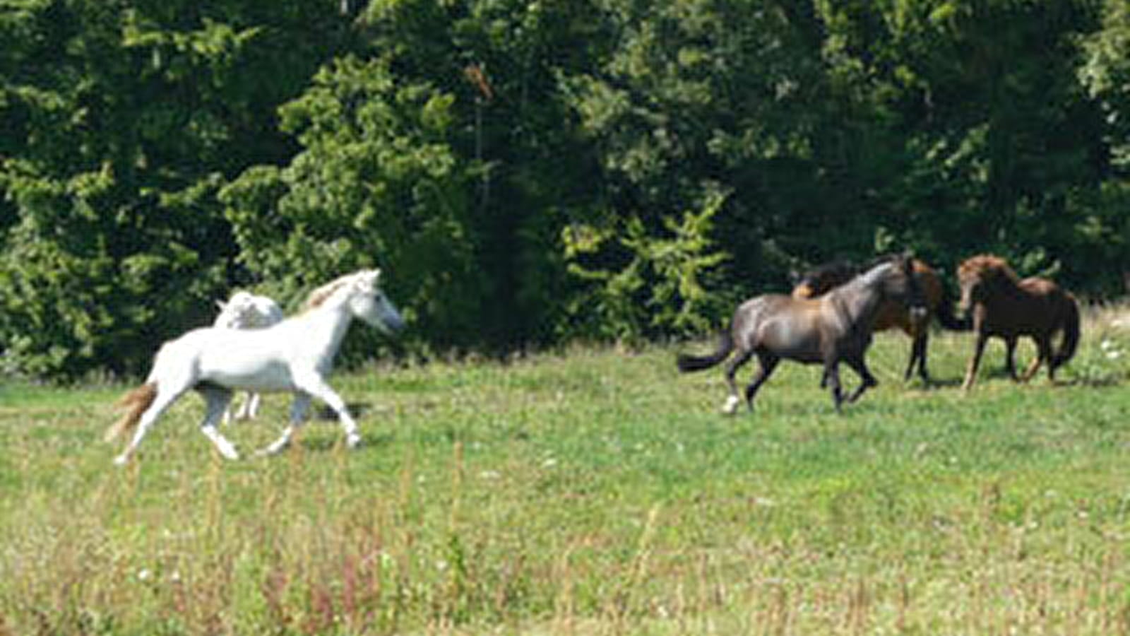 Association de Randonnées Equestres dans le Morvan