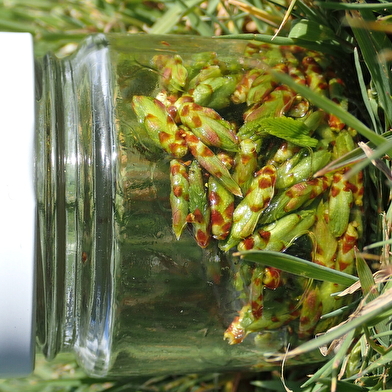 Stage: macérat glycériné de bourgeons