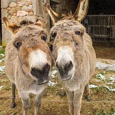 Le repaire des ânes