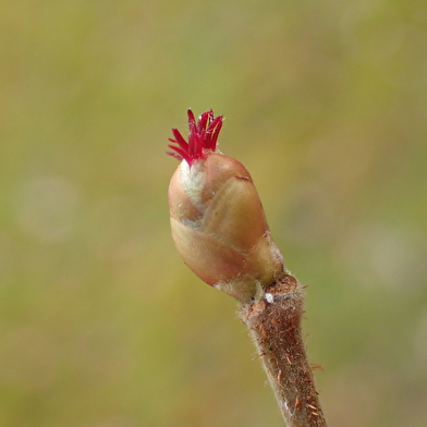 Stage: macérat glycériné de bourgeons