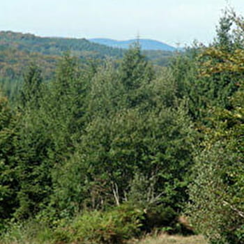 Forêt de Breuil-Chenue - SAINT-BRISSON