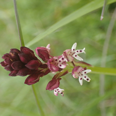 Stage Botanique et Usages des Plantes