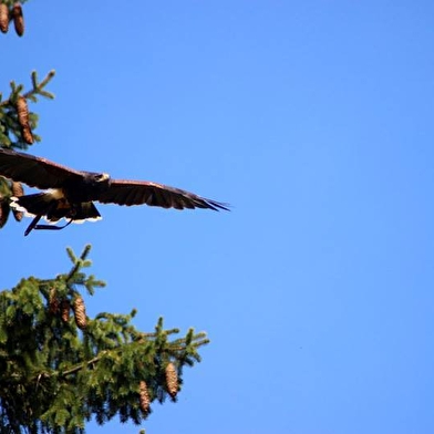 Echappée Morvan d'Ailes - Rando pieds nus