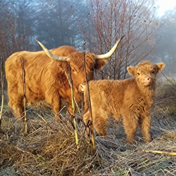 Vaches écossaises, prairies morvandelles ! - SAINT-BRISSON