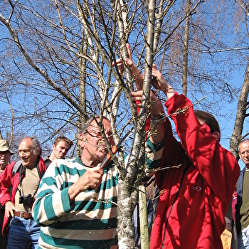 Stage verger : taille des arbres fruitiers - SAINT-BRISSON