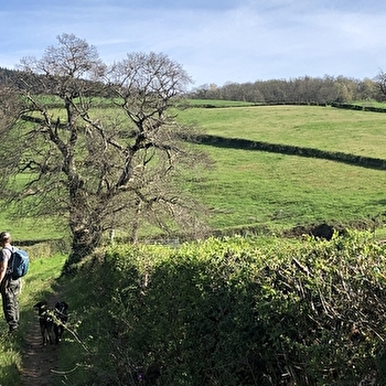 Vers les pâtures du sud Morvan  - SAINT-LEGER-SOUS-BEUVRAY