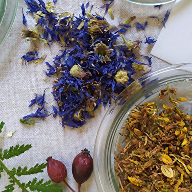 Stage Botanique et Usages des Plantes