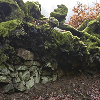Balade botanique dessinée : une forêt miniature les mousses du Mont Beuvray à Bibracte - SAINT-LEGER-SOUS-BEUVRAY